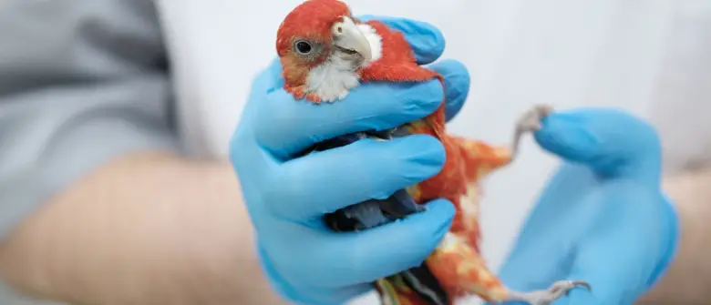 Symptoms and diseases of pet Parrot