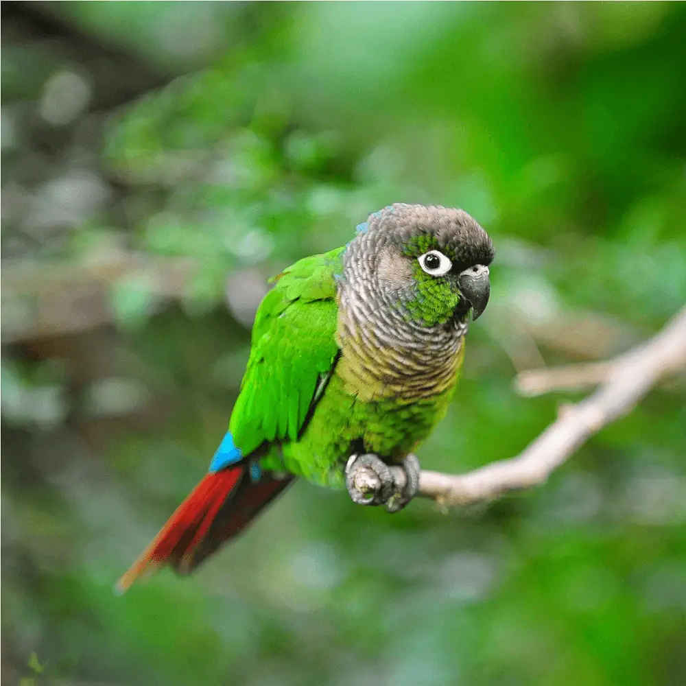 Green-Cheeked Conure