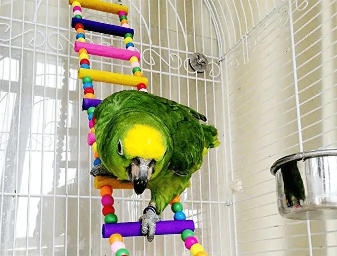 Parrot Climbing activities