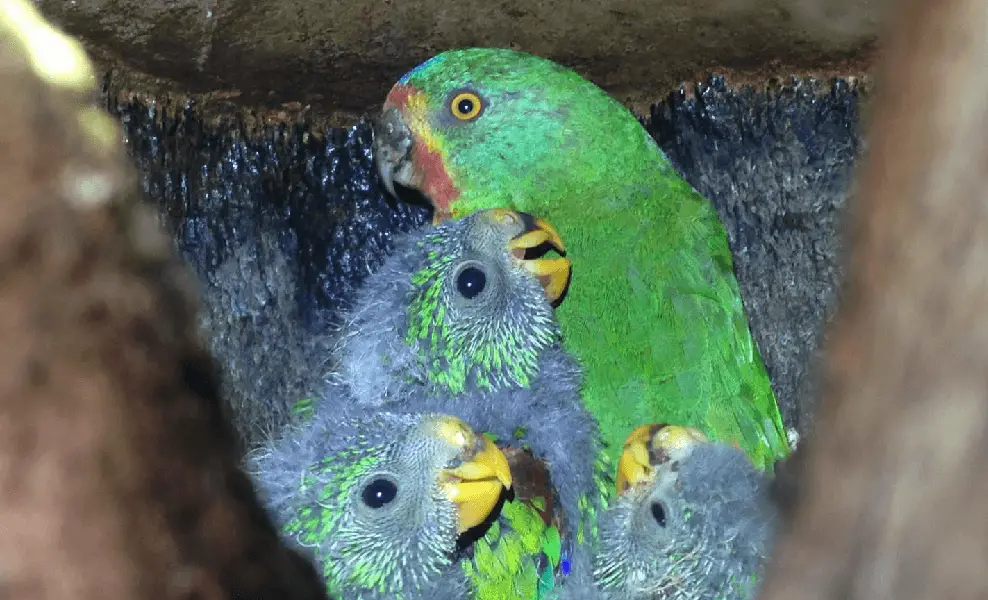 Two rare parrots on the endangered species list