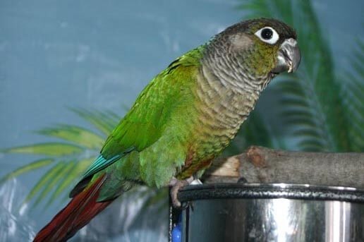 The Green-cheeked Parakeet