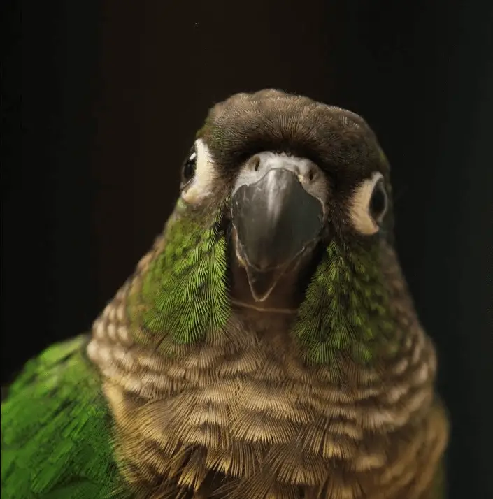 green cheek parrot
