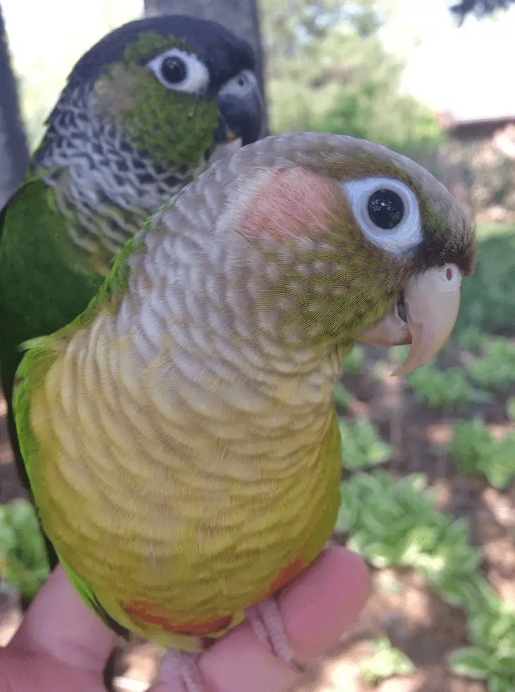 green-cheeked conures