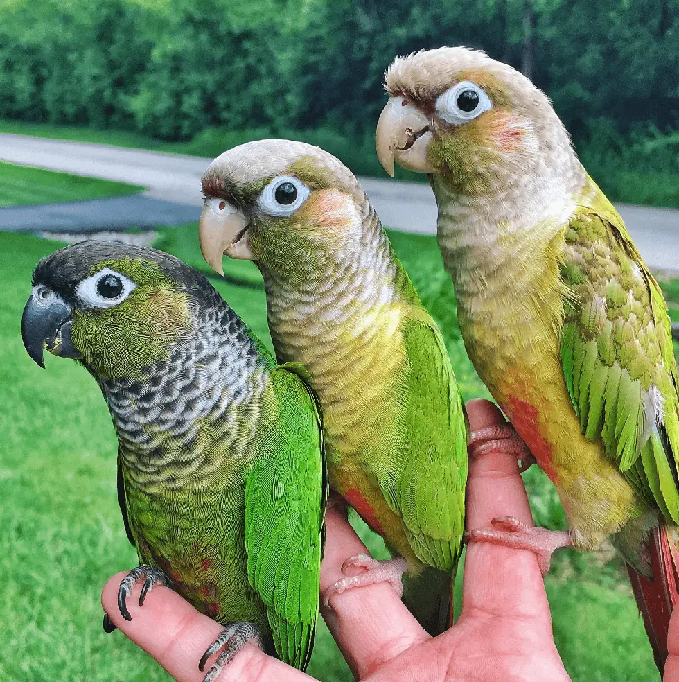 green cheeked parrot