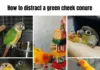 How to distract a green cheek conure