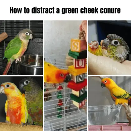 How to distract a green cheek conure - Conure for adoption