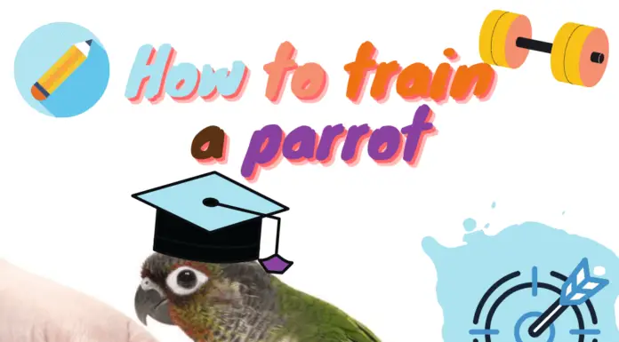 How to train a parrot