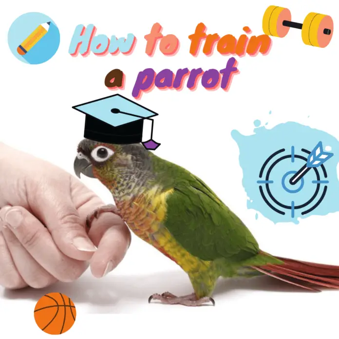 How to train a parrot