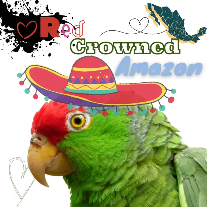 Red-crowned Amazon