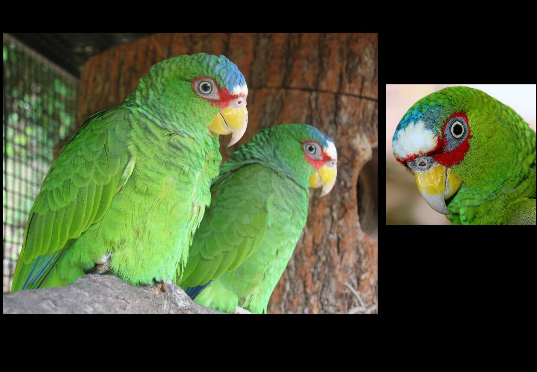 Red-crowned amazon Parrot, Mexican red parrot, Red-crowned Amazon