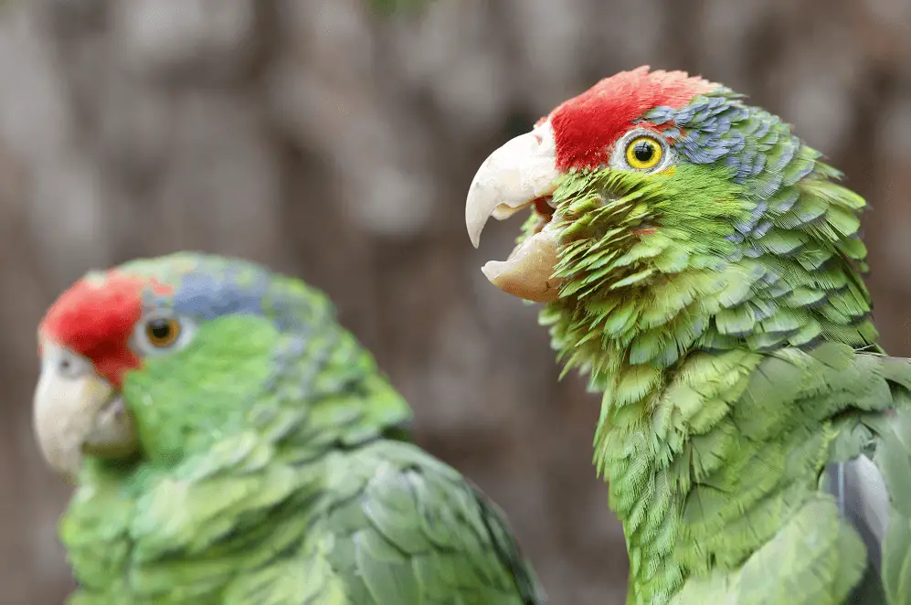 Red-crowned amazon