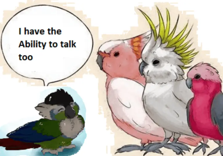 How To Tell The Gender of a Green Cheek Conure Archives - Green cheek