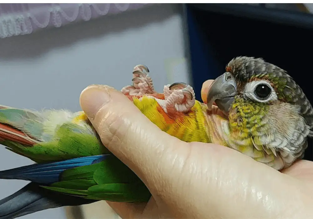 green cheek conure treats for training