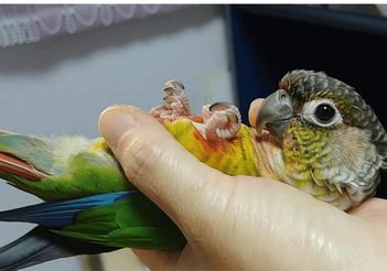 Conure treats shop for training