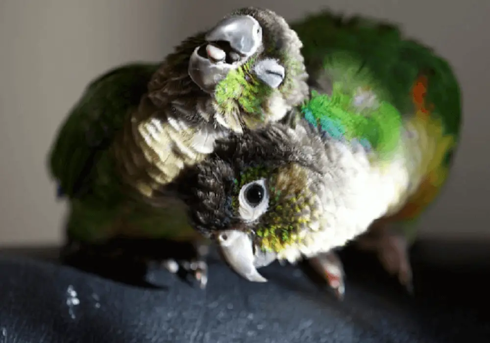 male and female green cheek conure