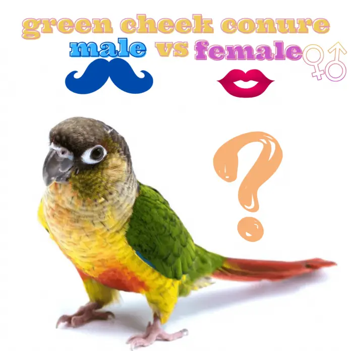 green cheek conure male vs female
