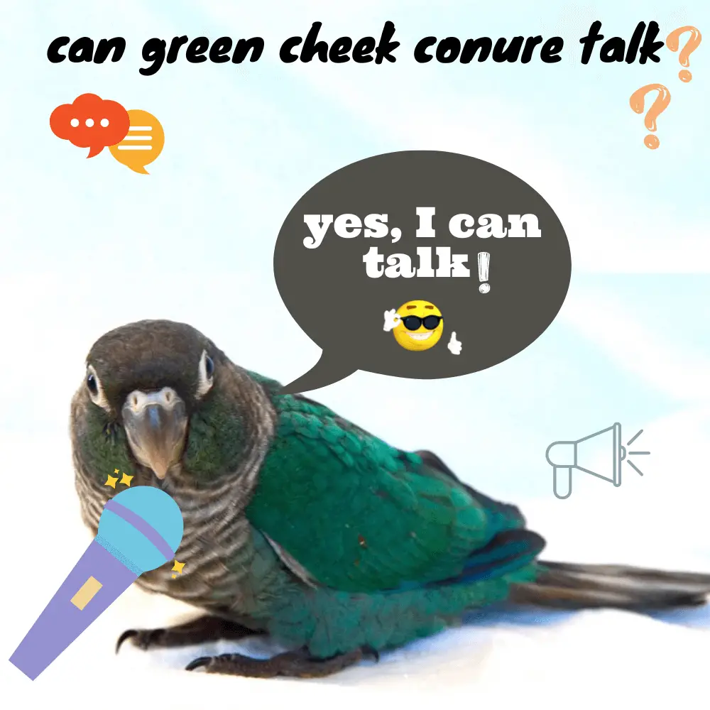 green cheek conure talk