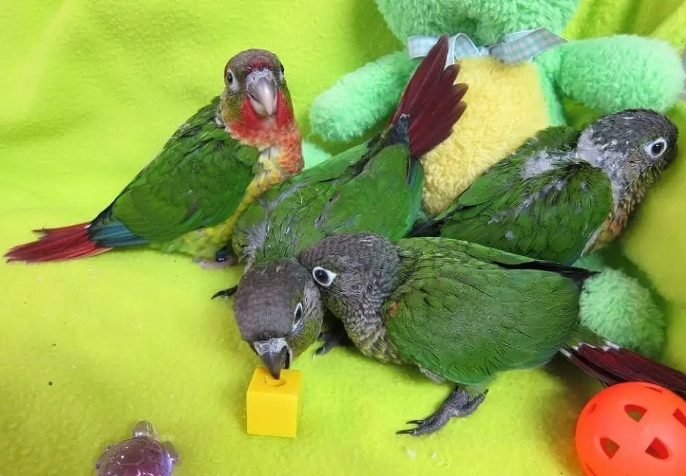 Give toys to the conure
