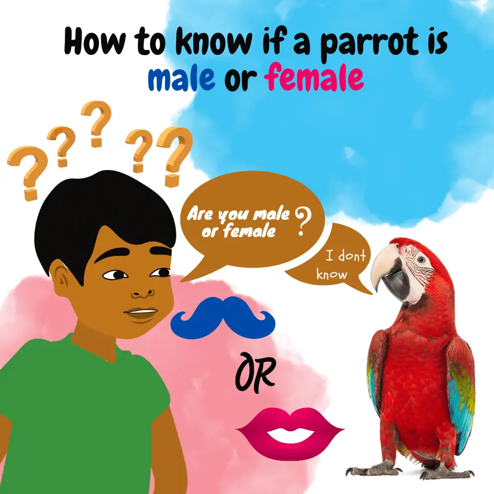 parrot male and female difference