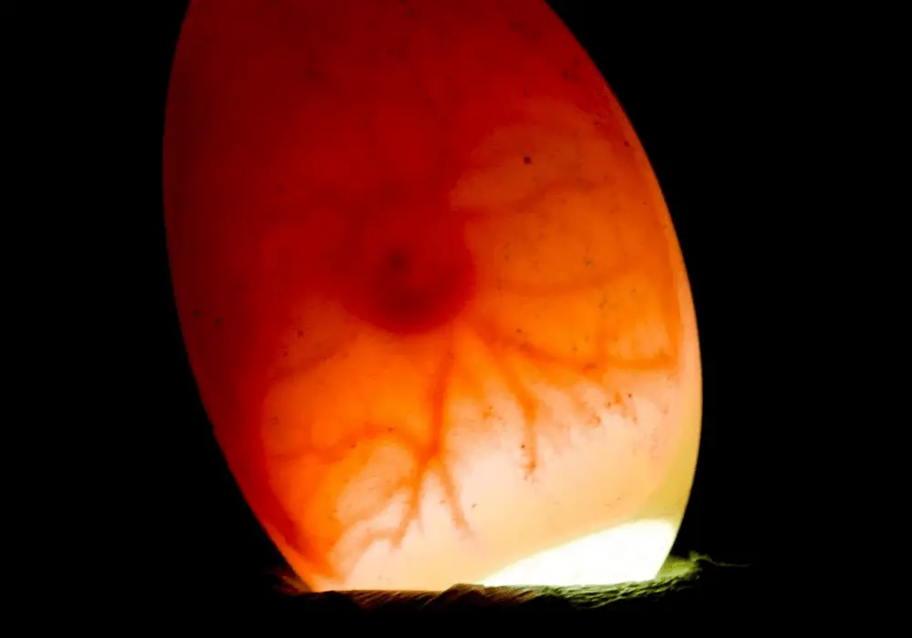 Candling eggs in parakeets