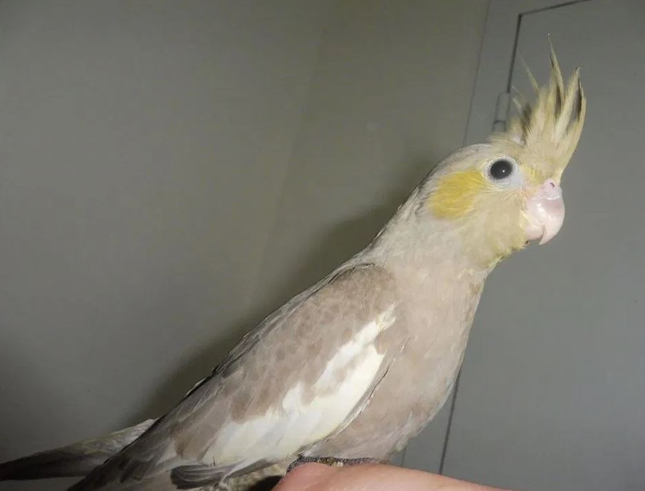 Capture cockatiel