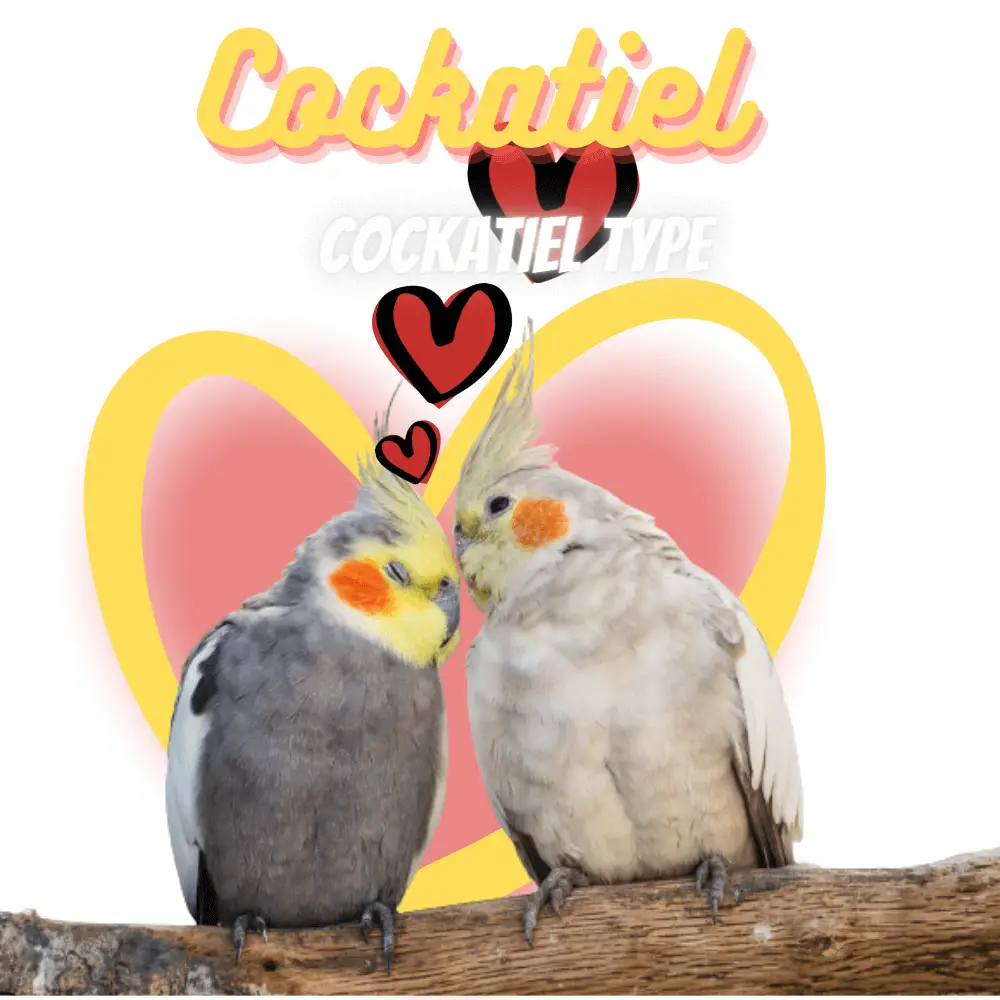 Cockatiel