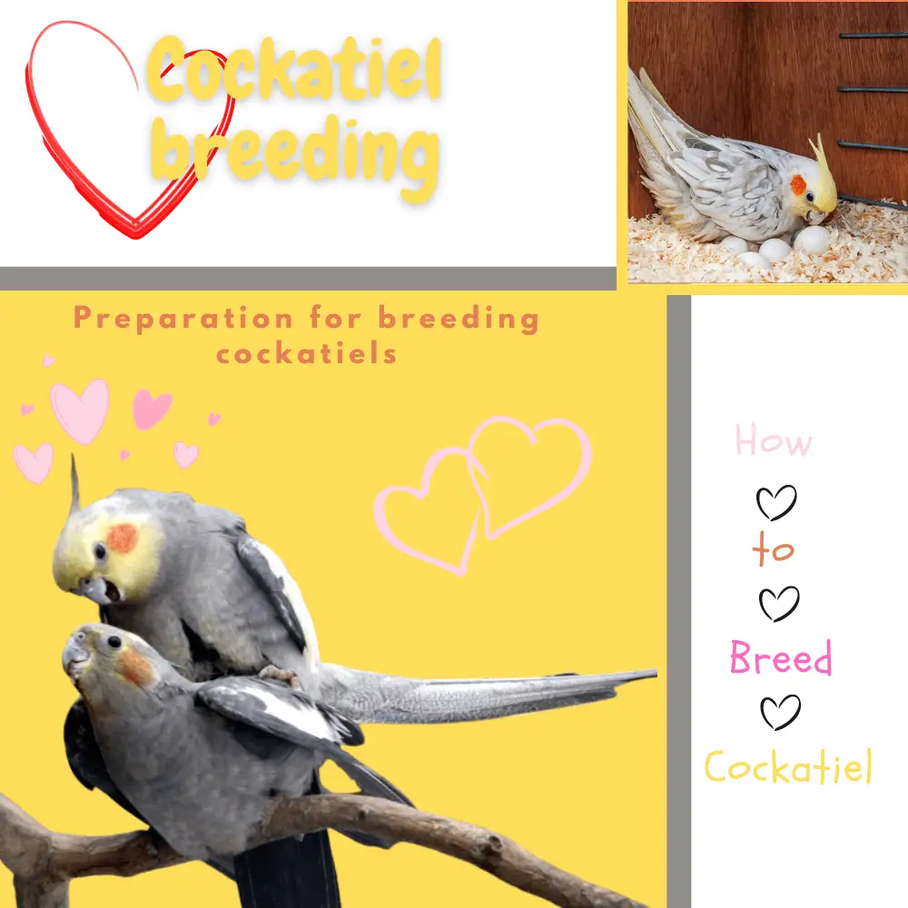 Cockatiel breeding
