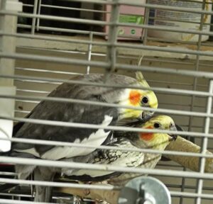 Cockatiel Breeding - Preparation For Breeding Cockatiels