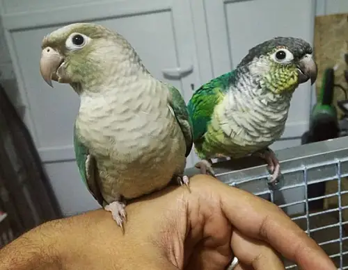 Cohabitation process with a new green cheek conure parrot