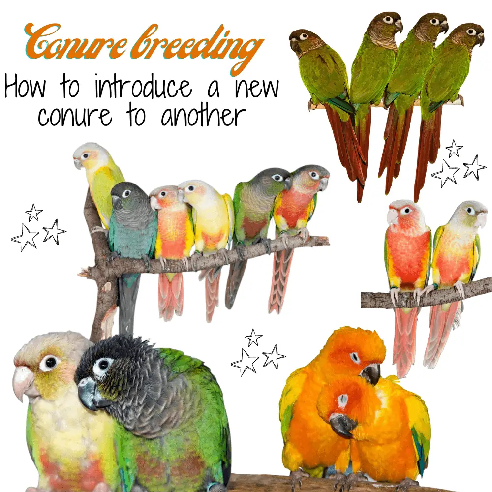 Conure breeding