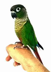 Dependence in parrot