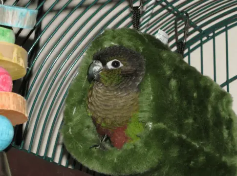 green cheek conure colors Archives - Green cheek parrot