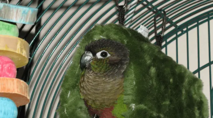 Education of young green cheek conure (1)