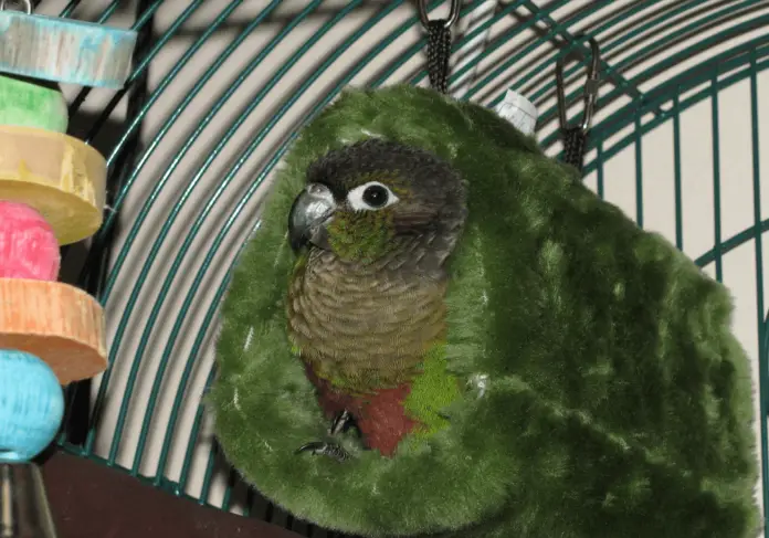 Education of young green cheek conure (1)