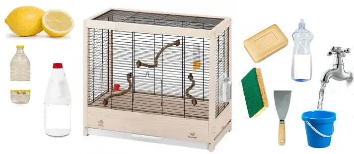 How to clean the cage of your parrot