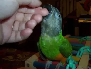 Education of young green cheek conure