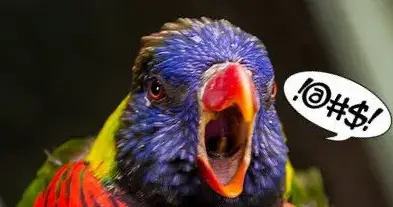 Parrot Noise