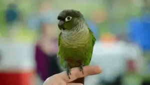 Education of young green cheek conure
