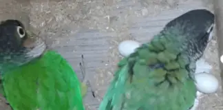 Egg-laying sickness in parrots