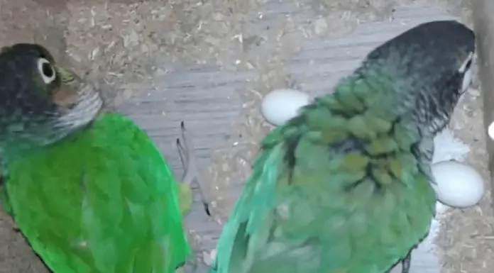 Egg-laying sickness in parrots