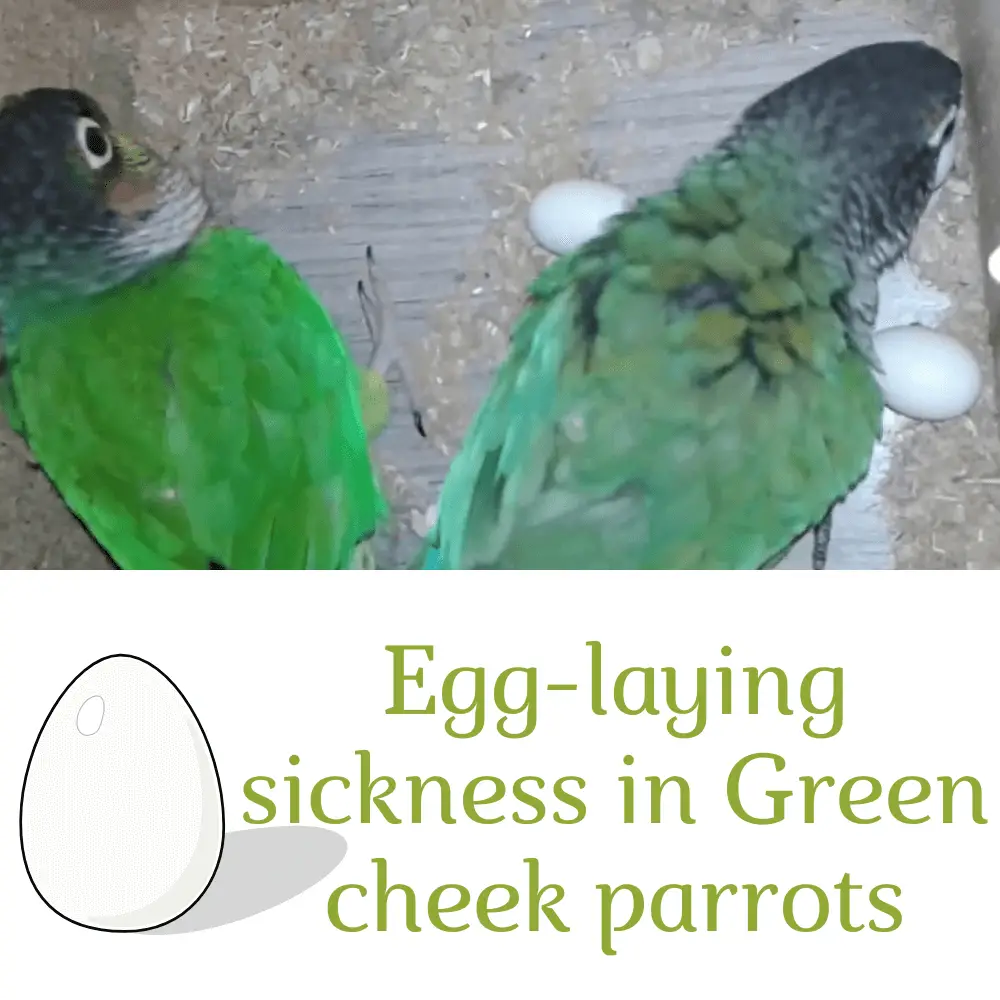 Green cheek conure laying eggs