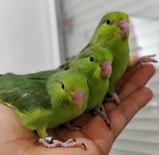 Evolution of Pacific parrotlet babies in photos