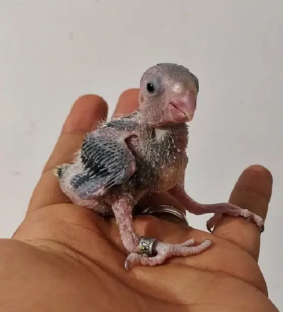 Evolution of Pacific parrotlet babies in photos