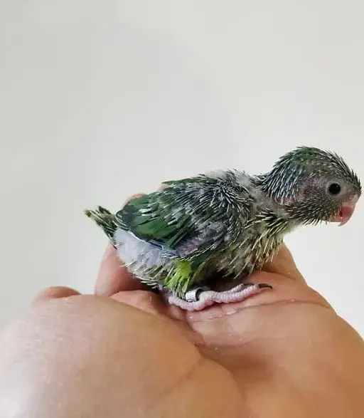 Evolution of Pacific parrotlet babies in photos
