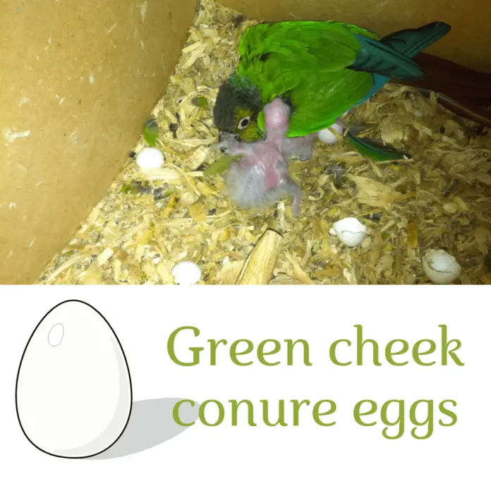 Green cheek conure eggs