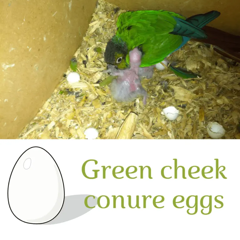 Bird egg laying Egg laying sickness in green cheek conure