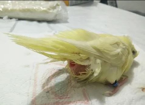 Green cheek conure eggs