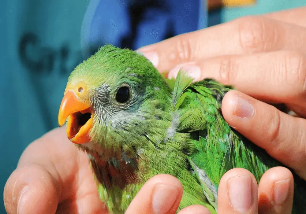 Hand Raised parrot