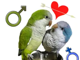 How to determine the sex of your parrot