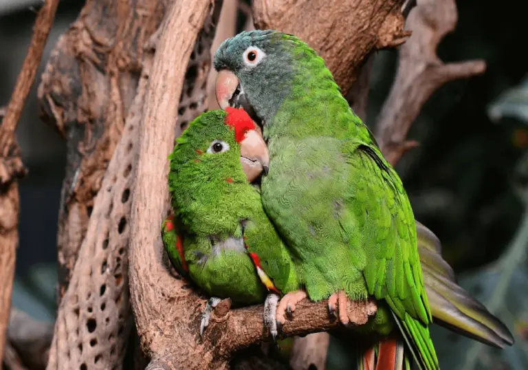 How To Determine The Sex Of Your Parrot Green Cheek Parrot 4413